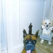 Boxer Spare Roll Toilet Paper Holder