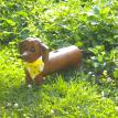 Dachshund Bank