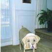 Extra-Large Yellow Labrador Mailbox
